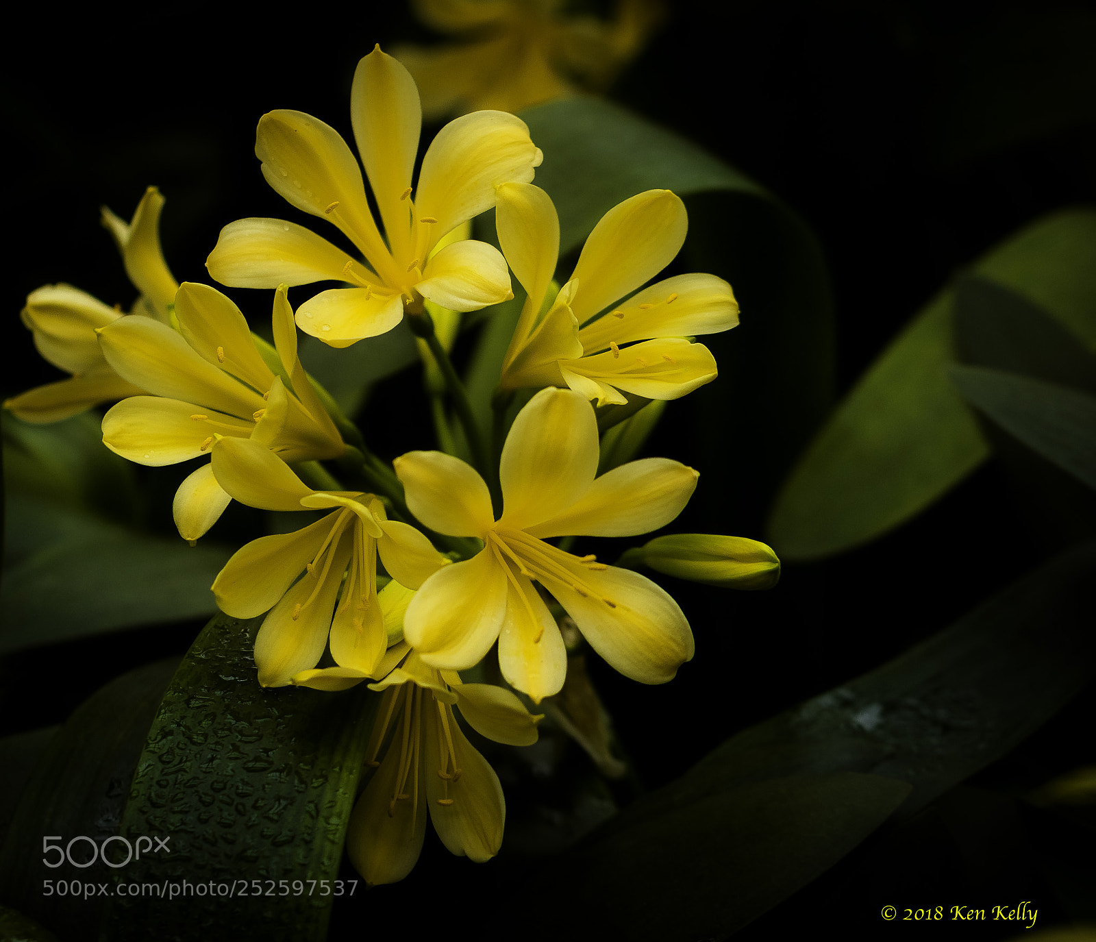 Canon EOS 7D Mark II sample photo. Daylily photography