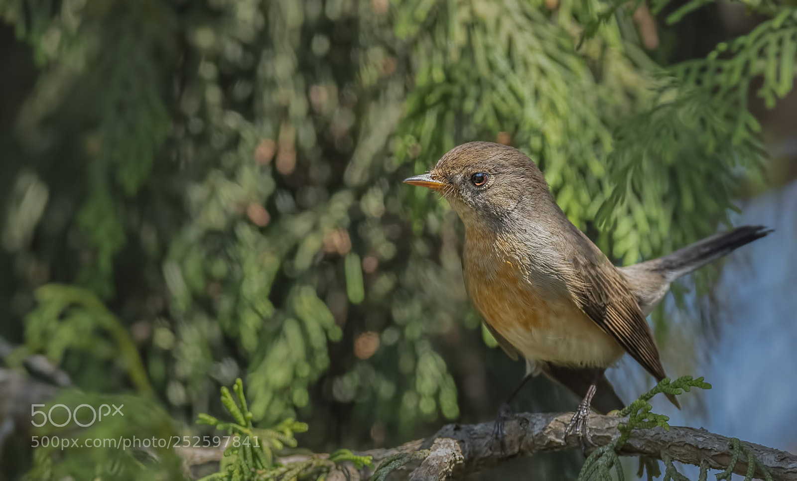 Nikon D850 sample photo. Kashmir flycatcher female photography