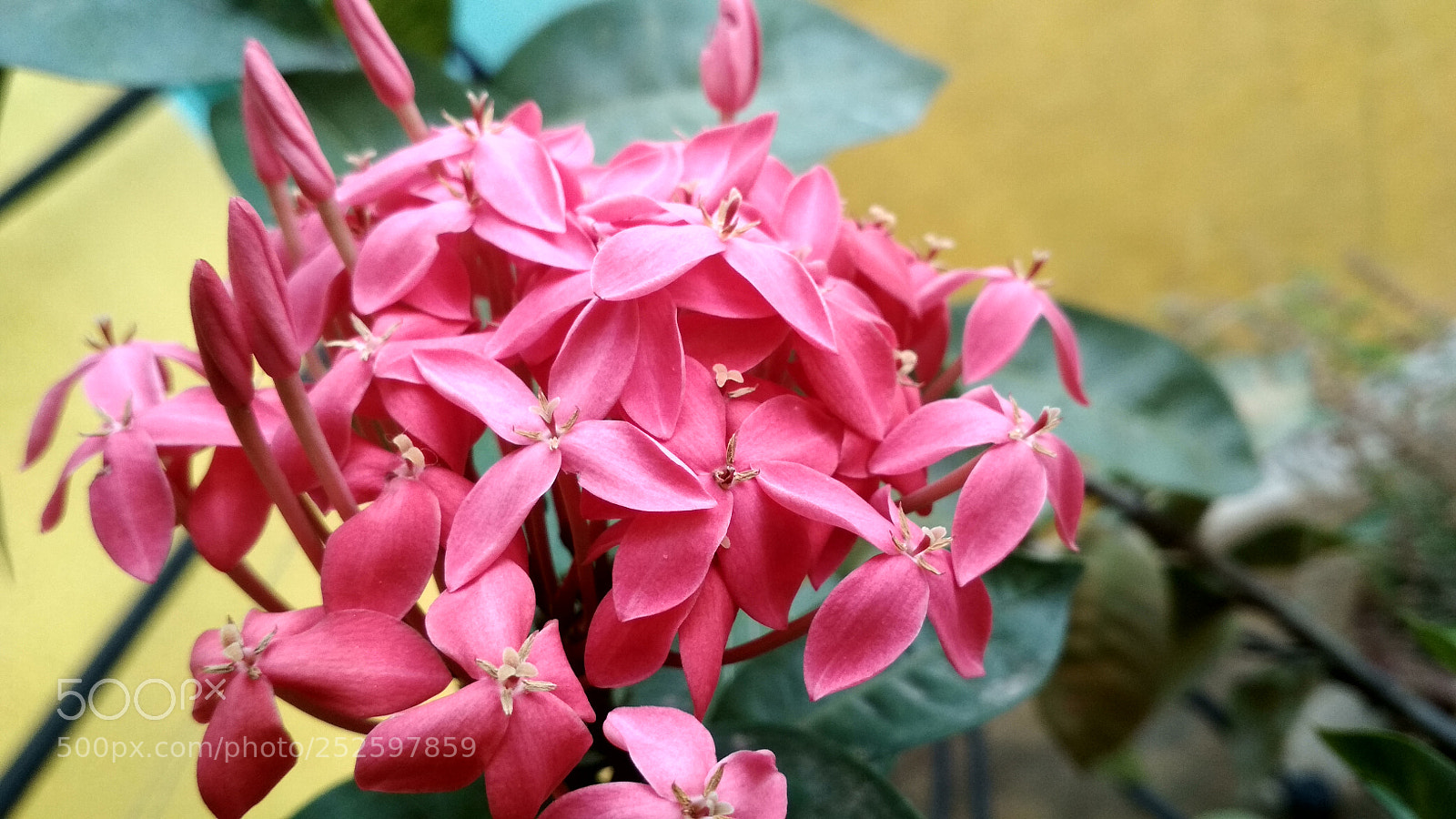 Xiaomi Redmi 4 Pro sample photo. Untitled photography