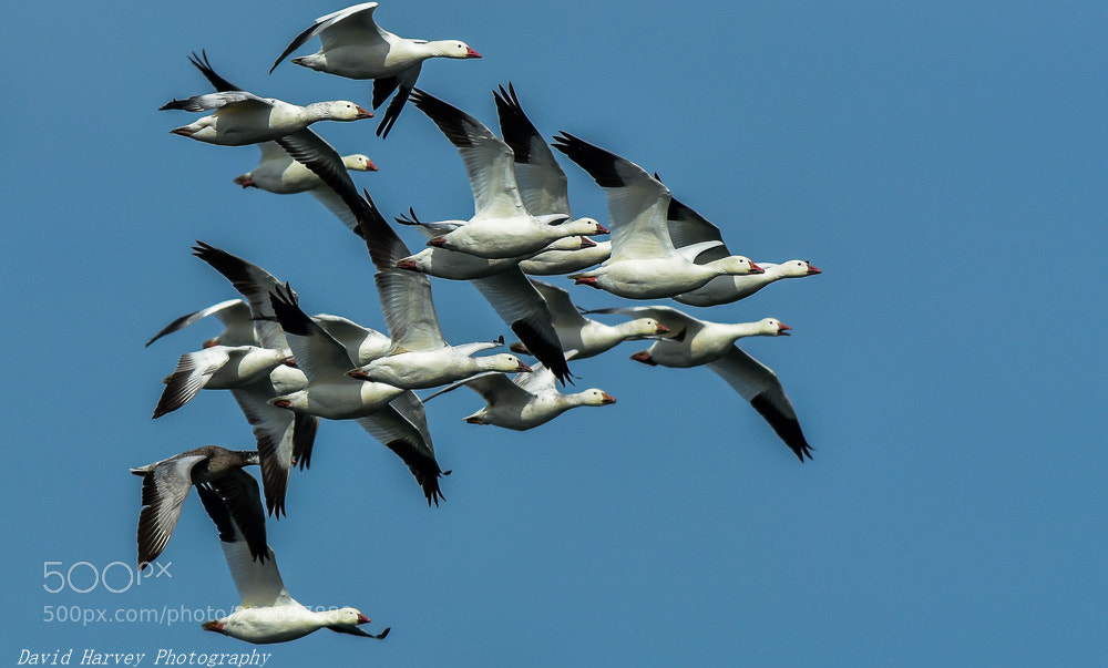 Nikon D7200 sample photo. Close formation flying photography