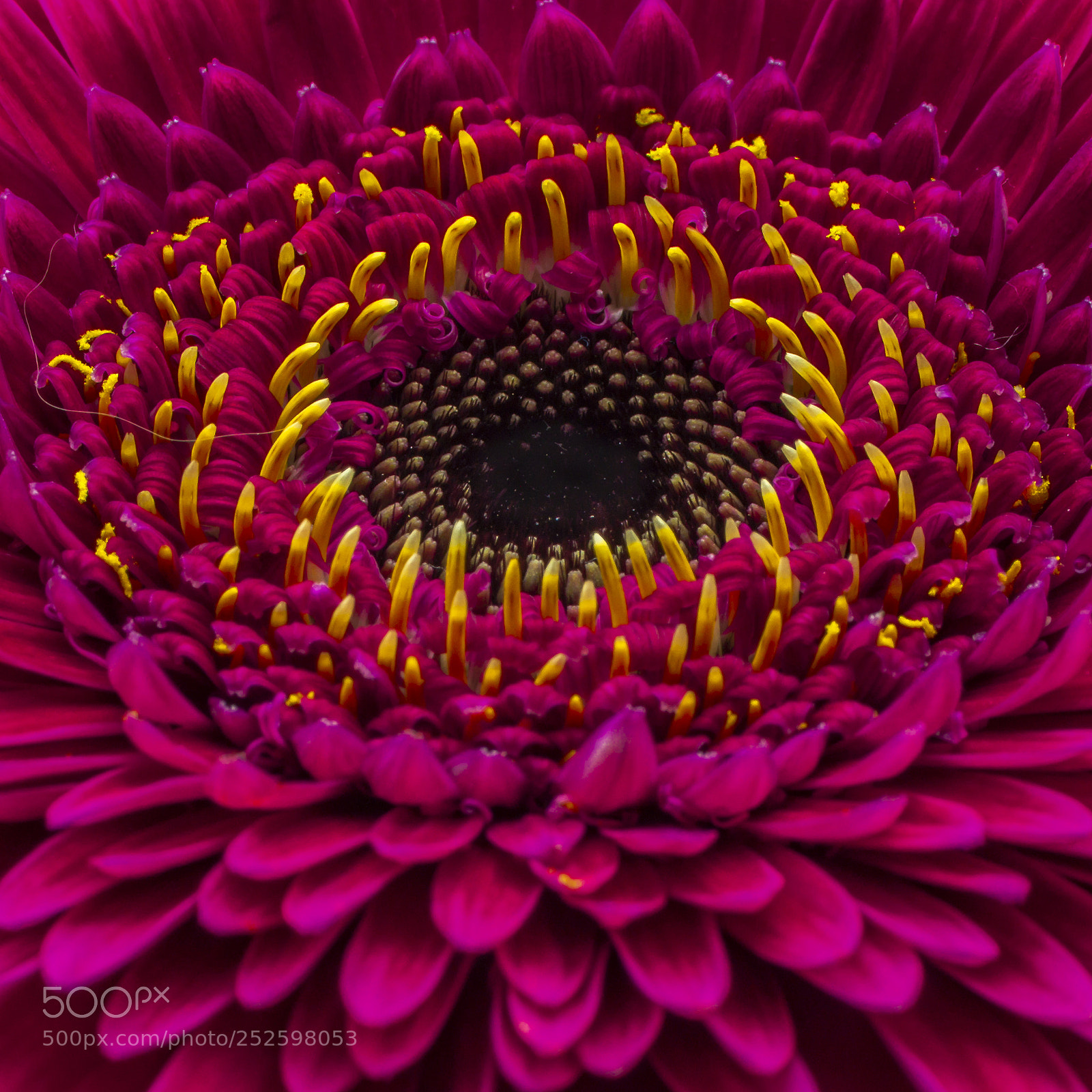 Sony SLT-A58 sample photo. Gerbera photography