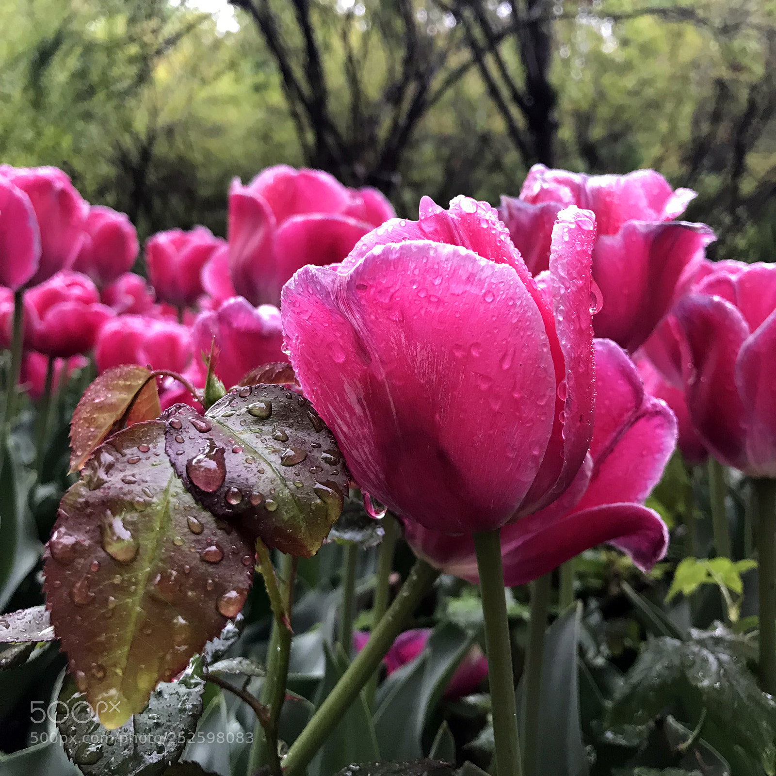 Apple iPhone 7 Plus sample photo. Flower embrace leaf photography