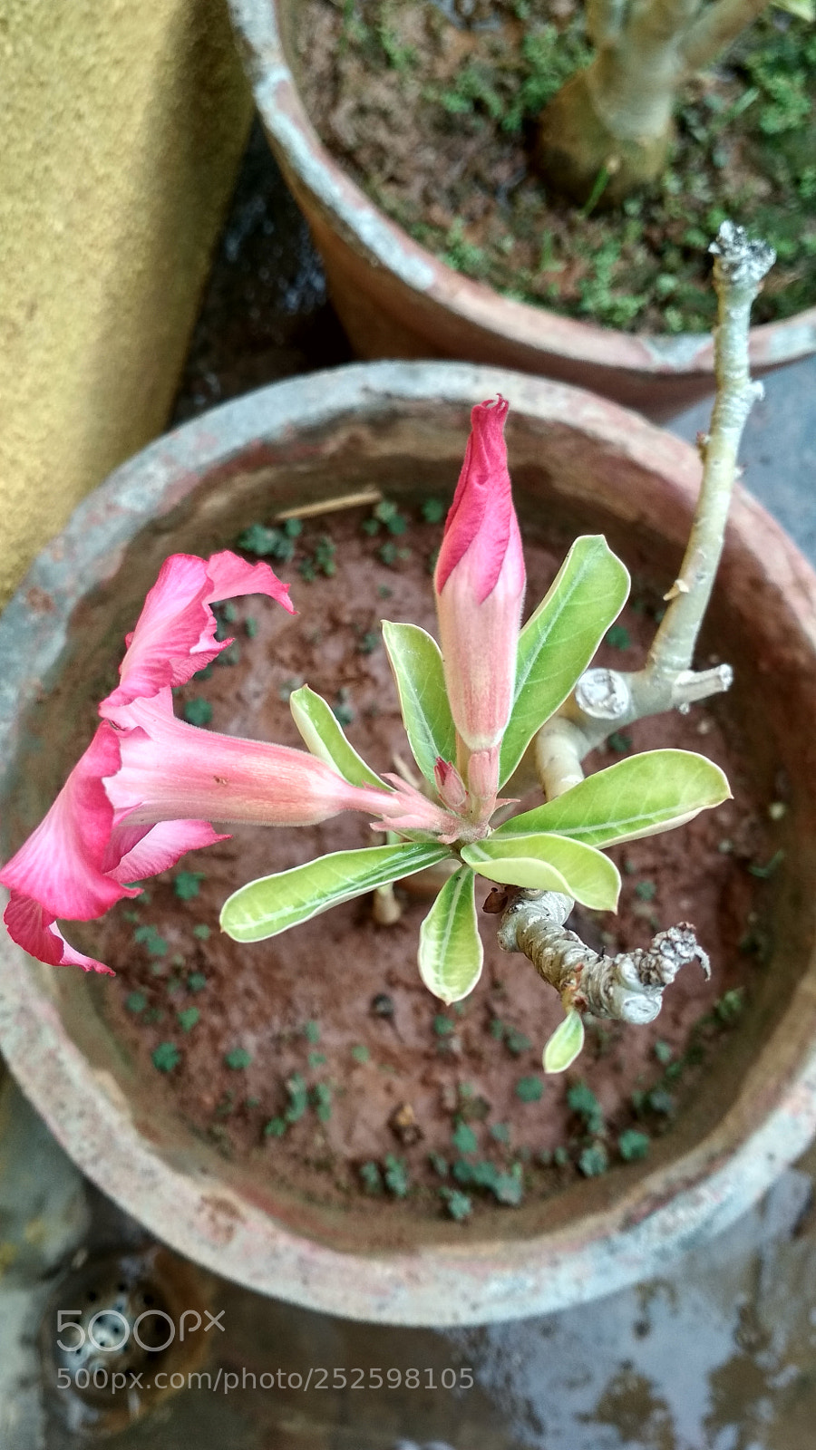 Xiaomi Redmi 4 Pro sample photo. Untitled photography
