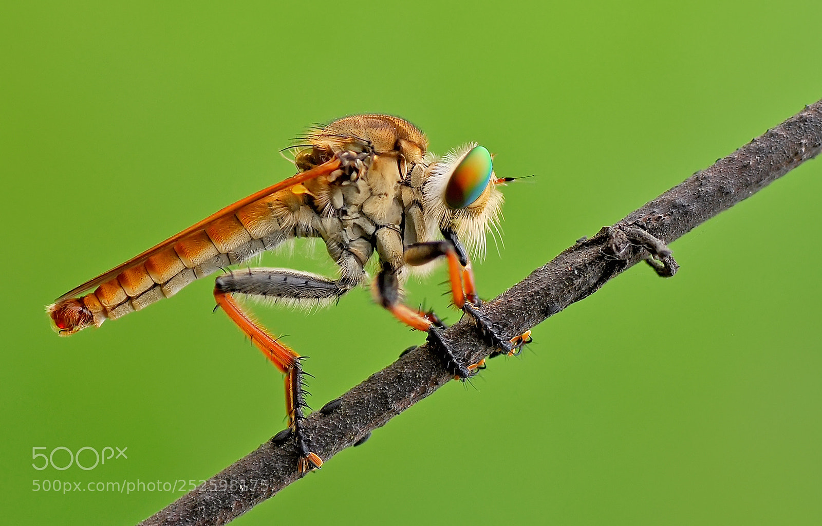 Nikon D7000 sample photo. Robberfly photography