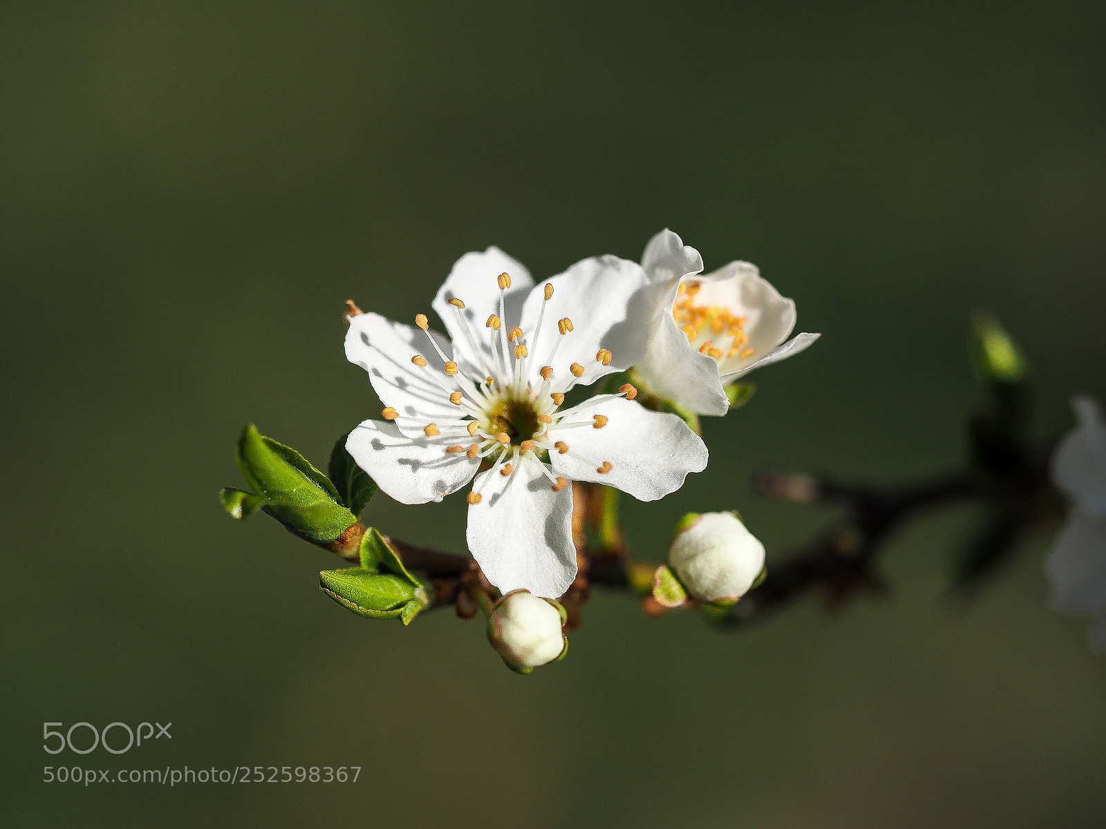 Olympus OM-D E-M5 II sample photo. Blossom photography