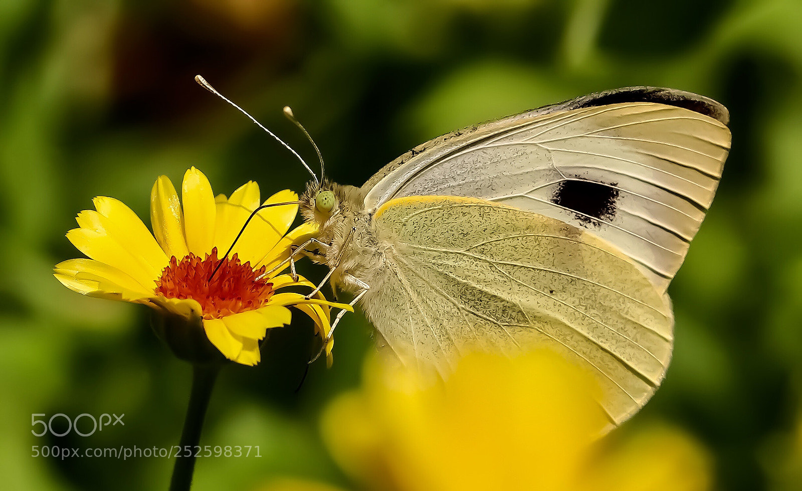 Canon EOS 80D sample photo. Flying jewel - i photography