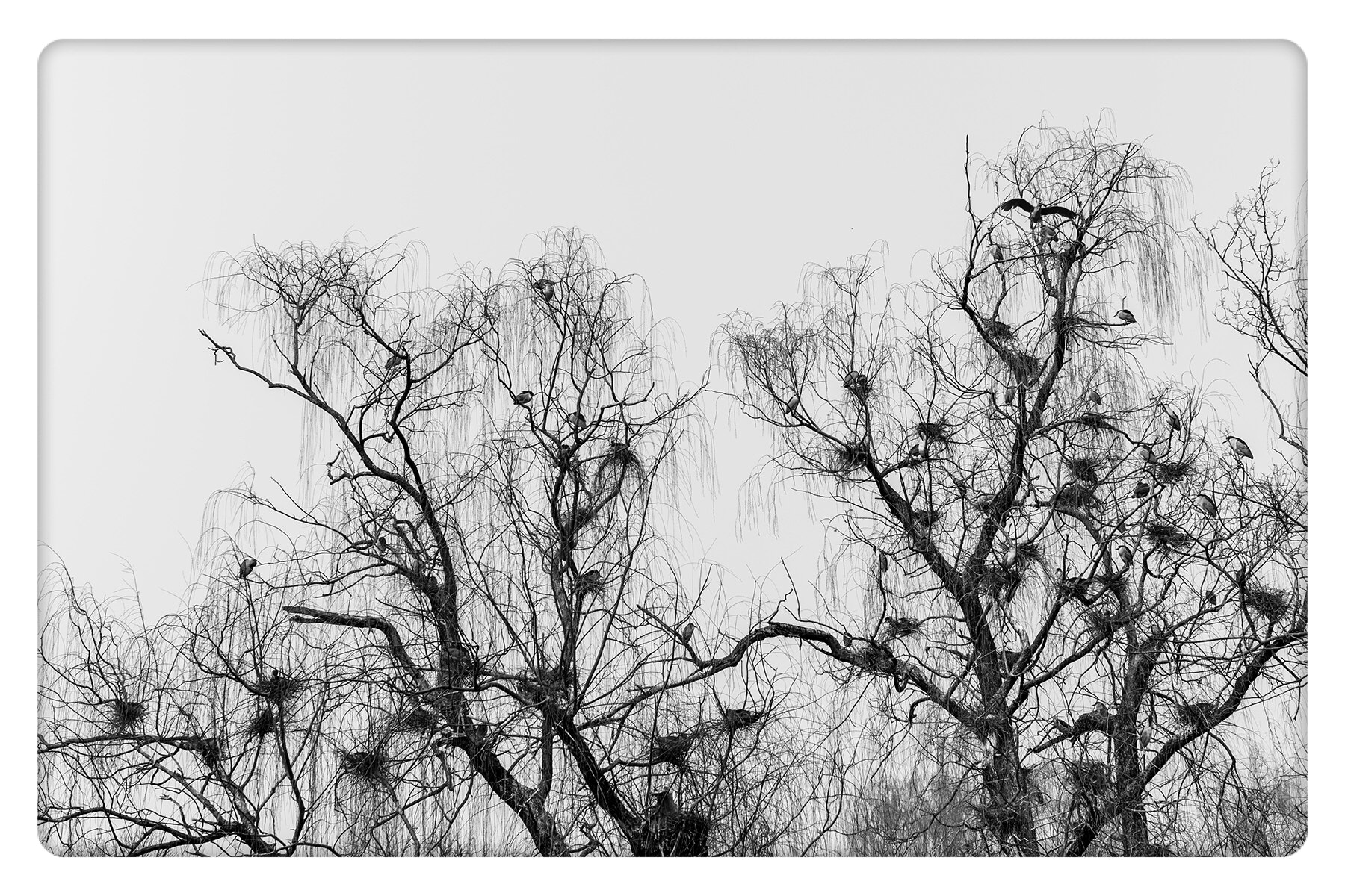 Leica M-Monochrom sample photo