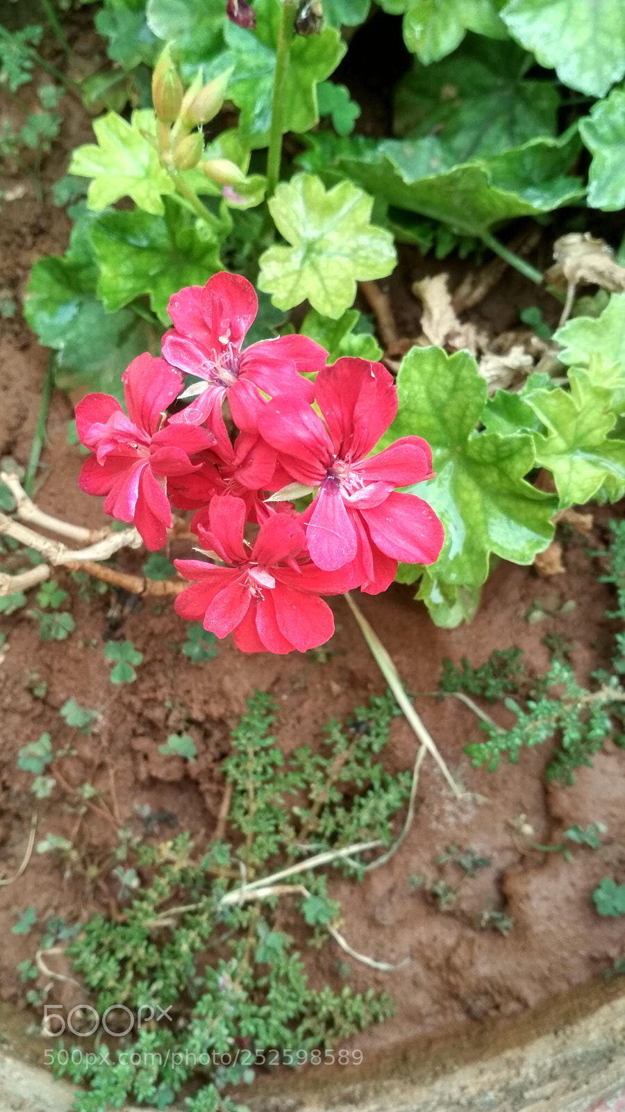 Xiaomi Redmi 4 Pro sample photo. Untitled photography