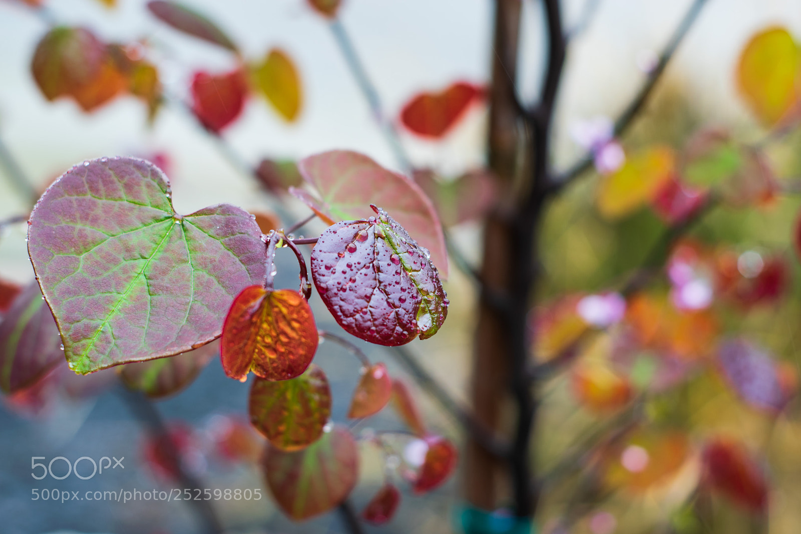Nikon D5300 sample photo. Leaves in the rain photography