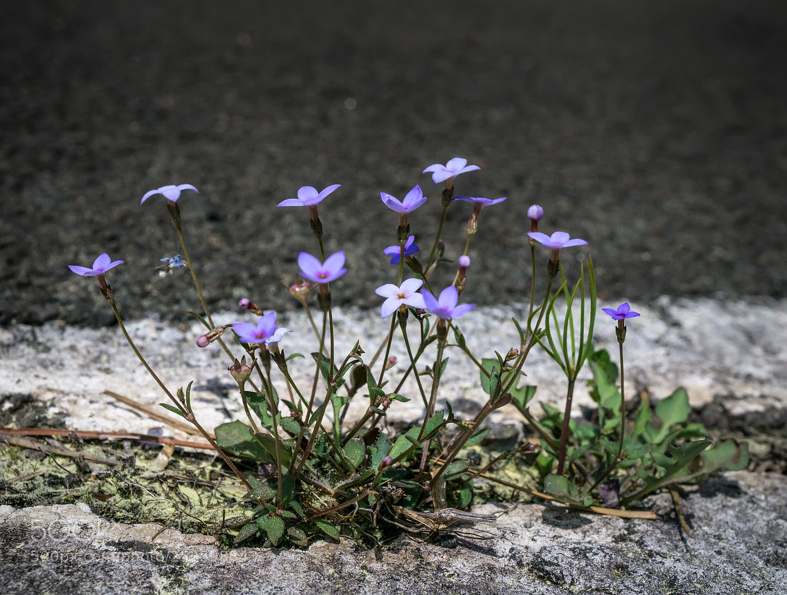 Sony a6000 sample photo. Bluets in asphalt photography