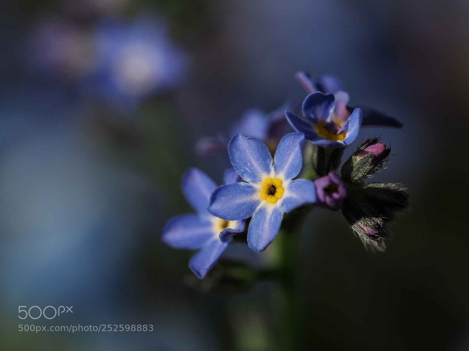 Olympus OM-D E-M5 II sample photo. Forget-me-not photography