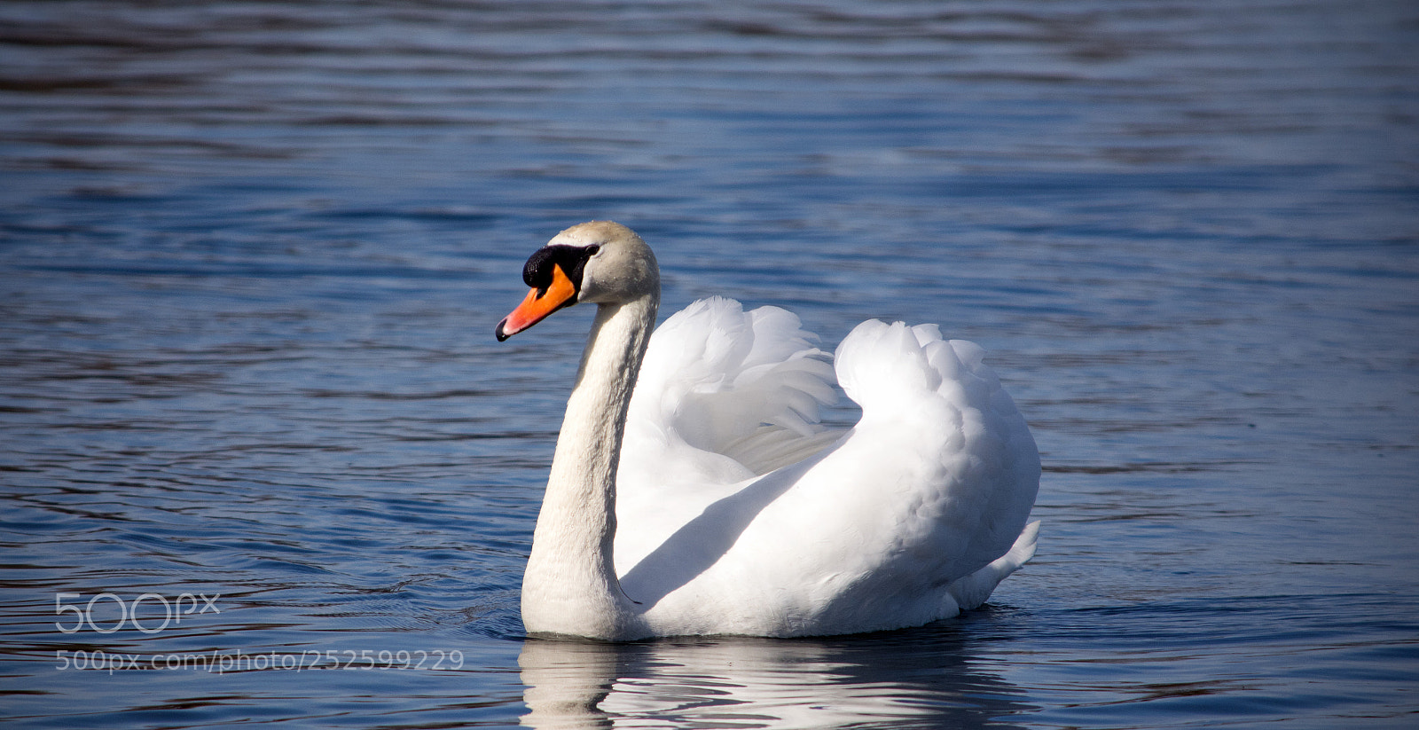 Nikon D5200 sample photo. Swan photography