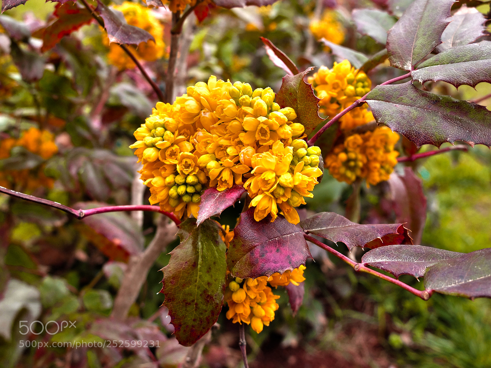Fujifilm X20 sample photo. Flower photography