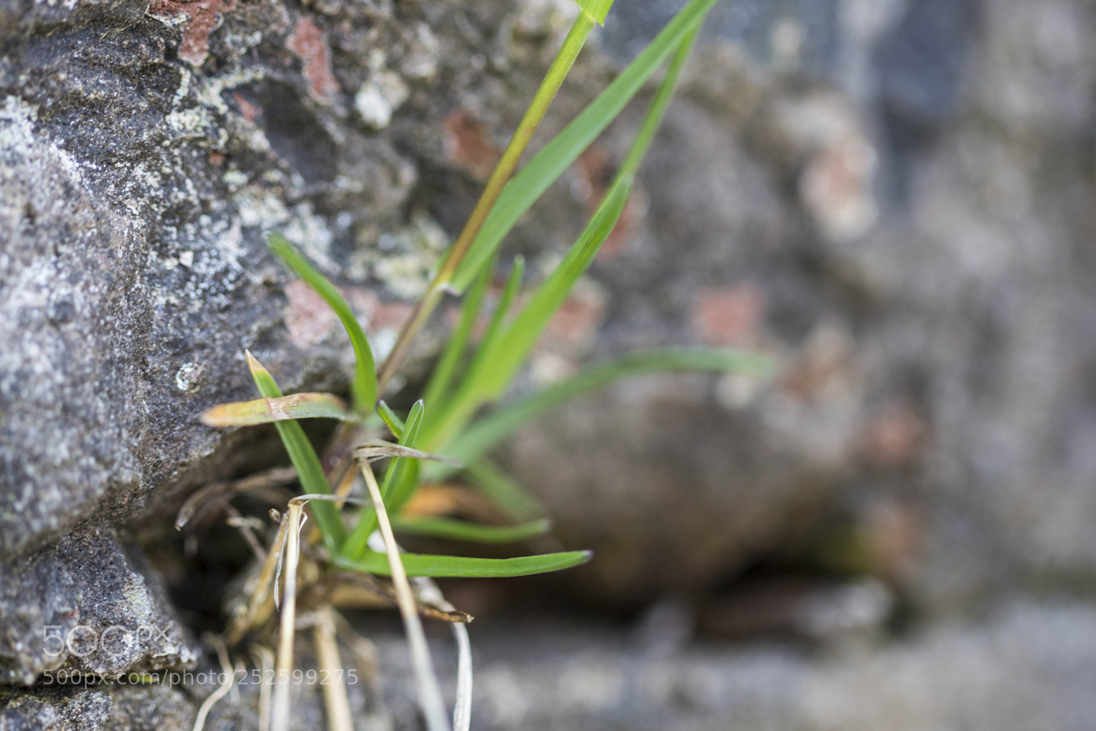 Canon EOS 700D (EOS Rebel T5i / EOS Kiss X7i) sample photo. Life is everywhere photography