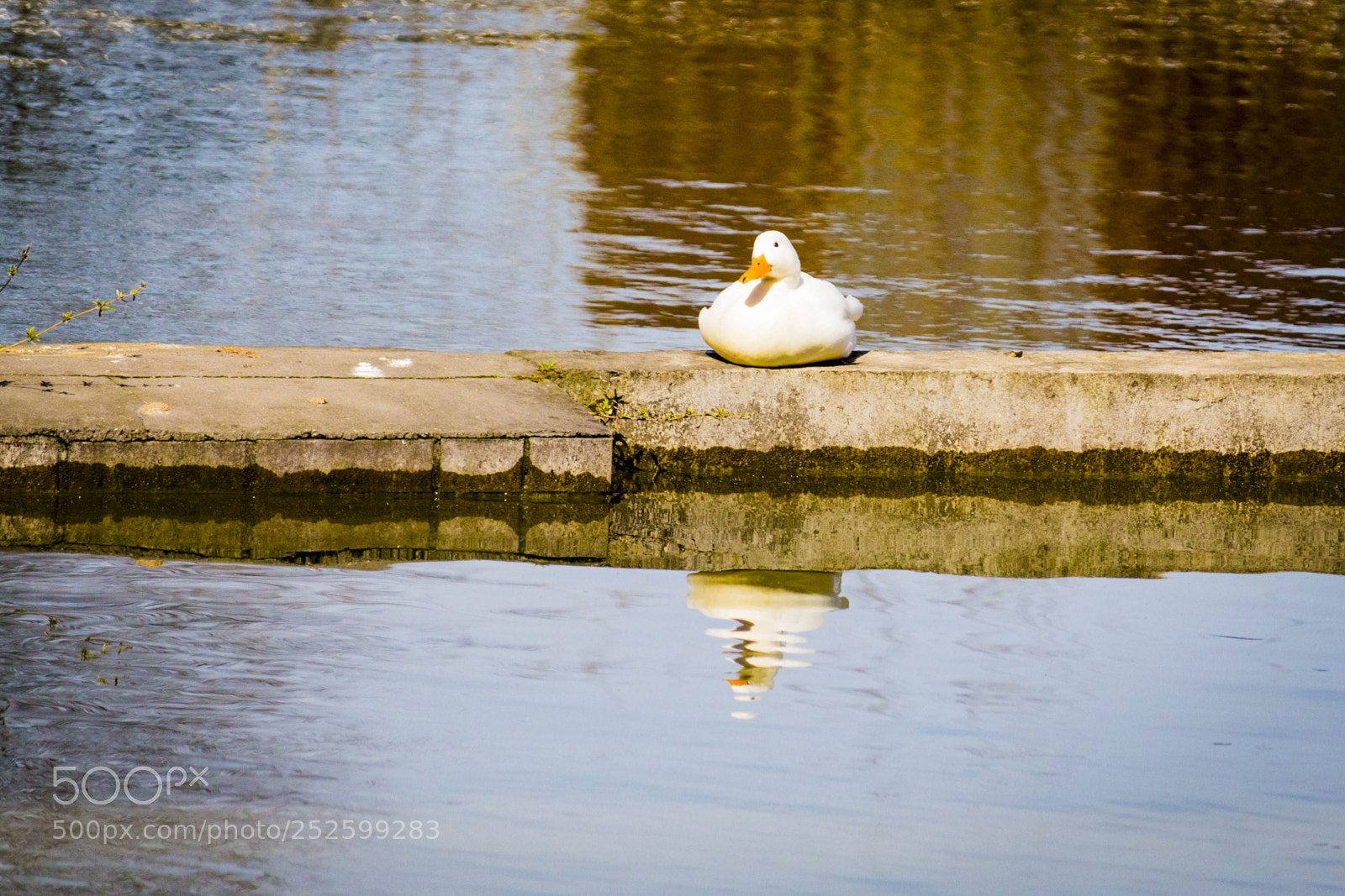 Canon EOS 700D (EOS Rebel T5i / EOS Kiss X7i) sample photo. Chilling duck photography