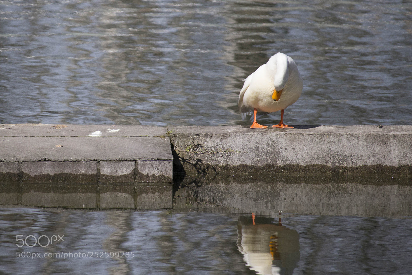 Canon EOS 700D (EOS Rebel T5i / EOS Kiss X7i) sample photo. Who am i? photography