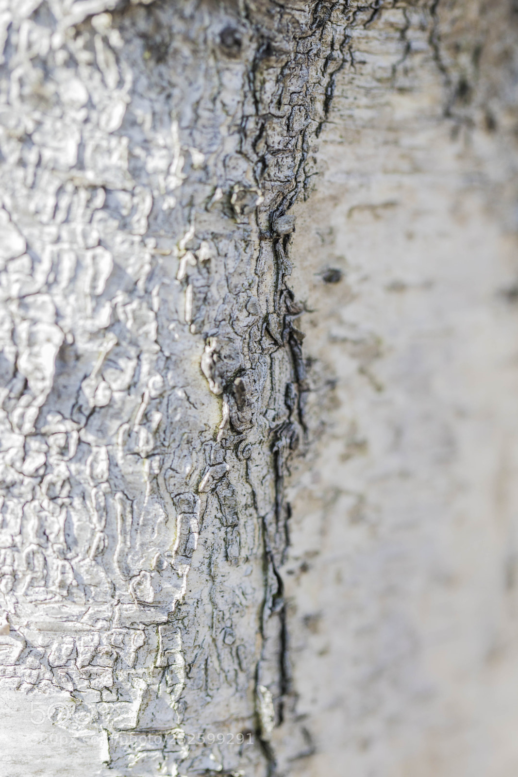 Canon EOS 700D (EOS Rebel T5i / EOS Kiss X7i) sample photo. Birch photography