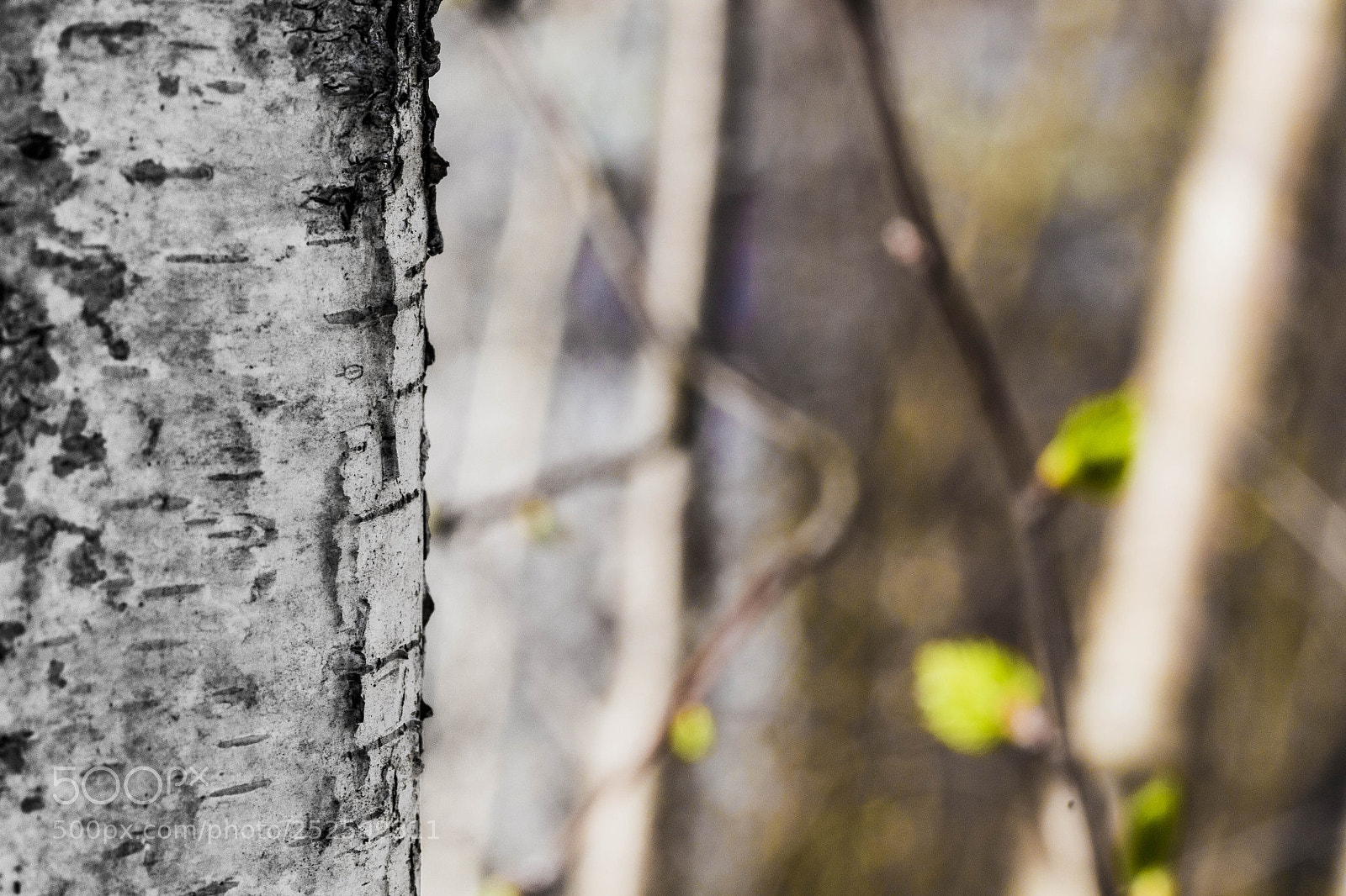 Canon EOS 700D (EOS Rebel T5i / EOS Kiss X7i) sample photo. Birch photography
