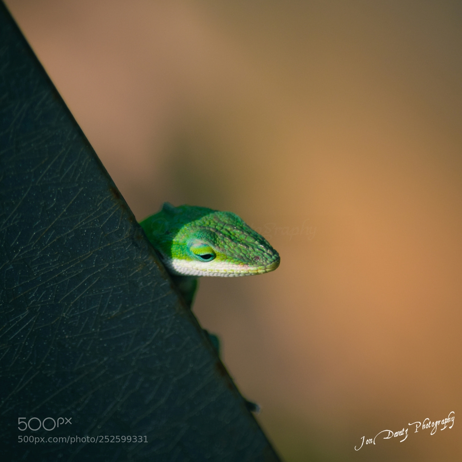 Nikon D5300 sample photo. Peek-a-boo: lizzy the lizard photography