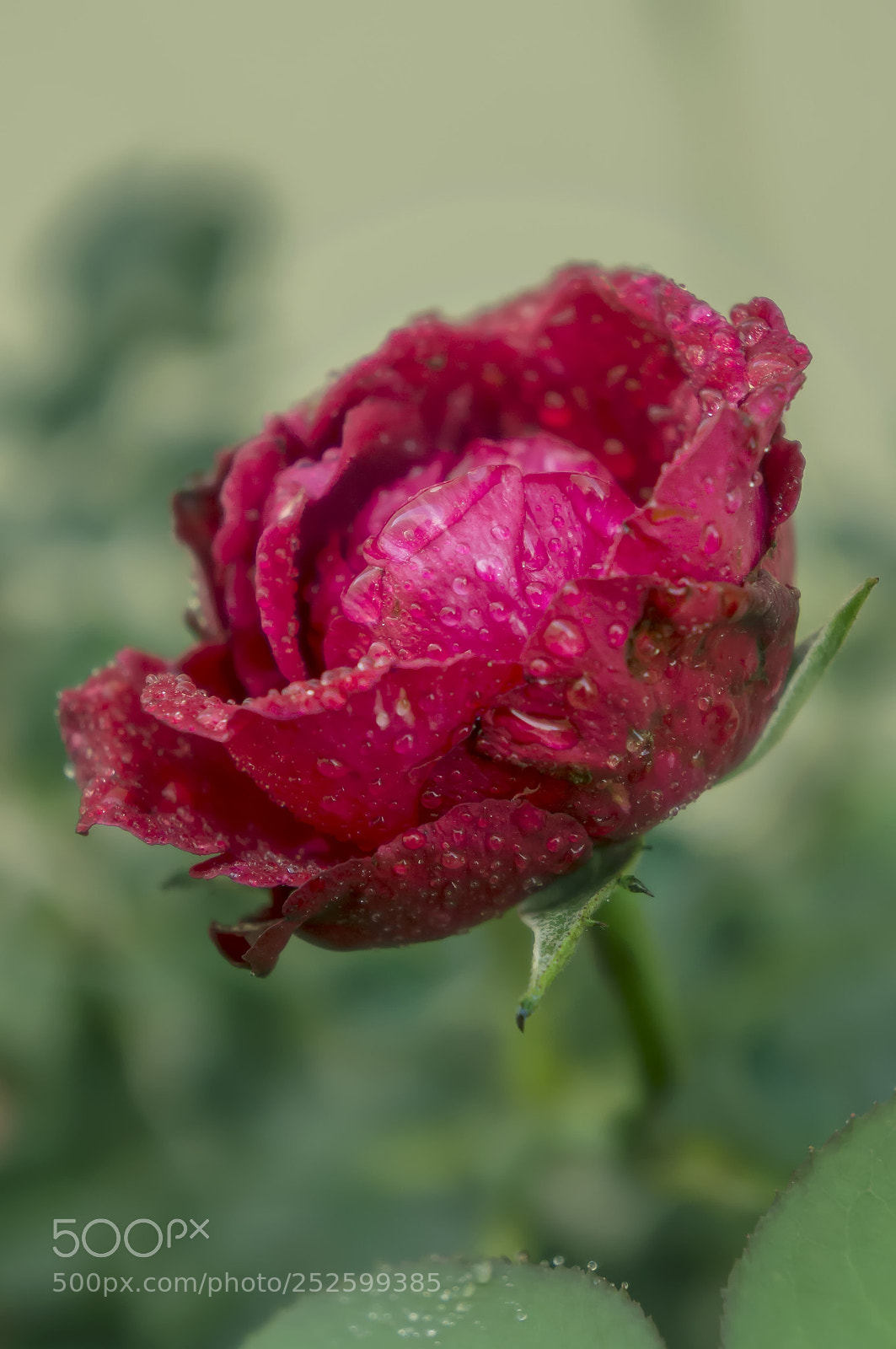 Sony Alpha NEX-5N sample photo. Rose photography