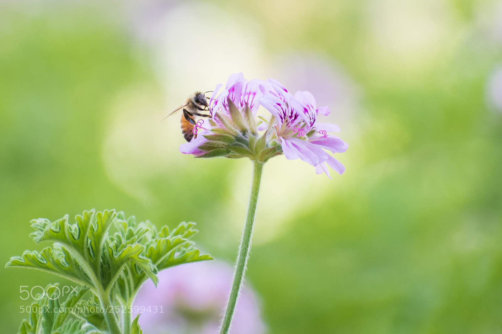 Nikon D5600 sample photo. Busy bee photography