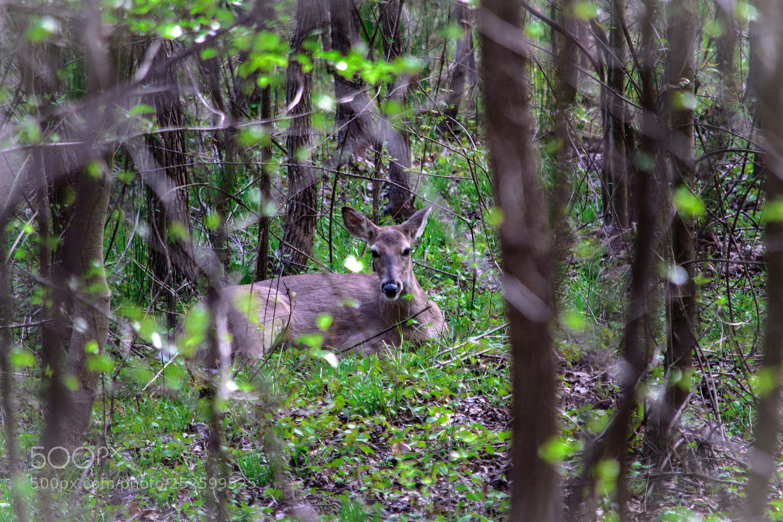 Nikon D7200 sample photo. Watching thru the bush photography