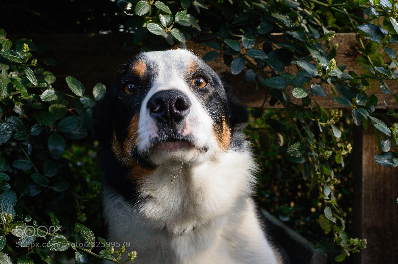 Nikon D3200 sample photo. Woof photography
