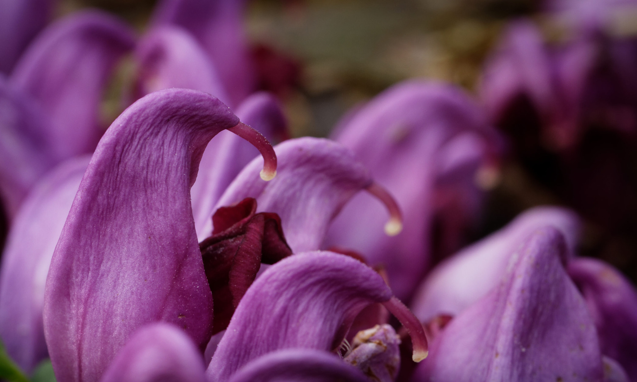 Canon EF 100mm F2.8L Macro IS USM sample photo. Pink penguins photography