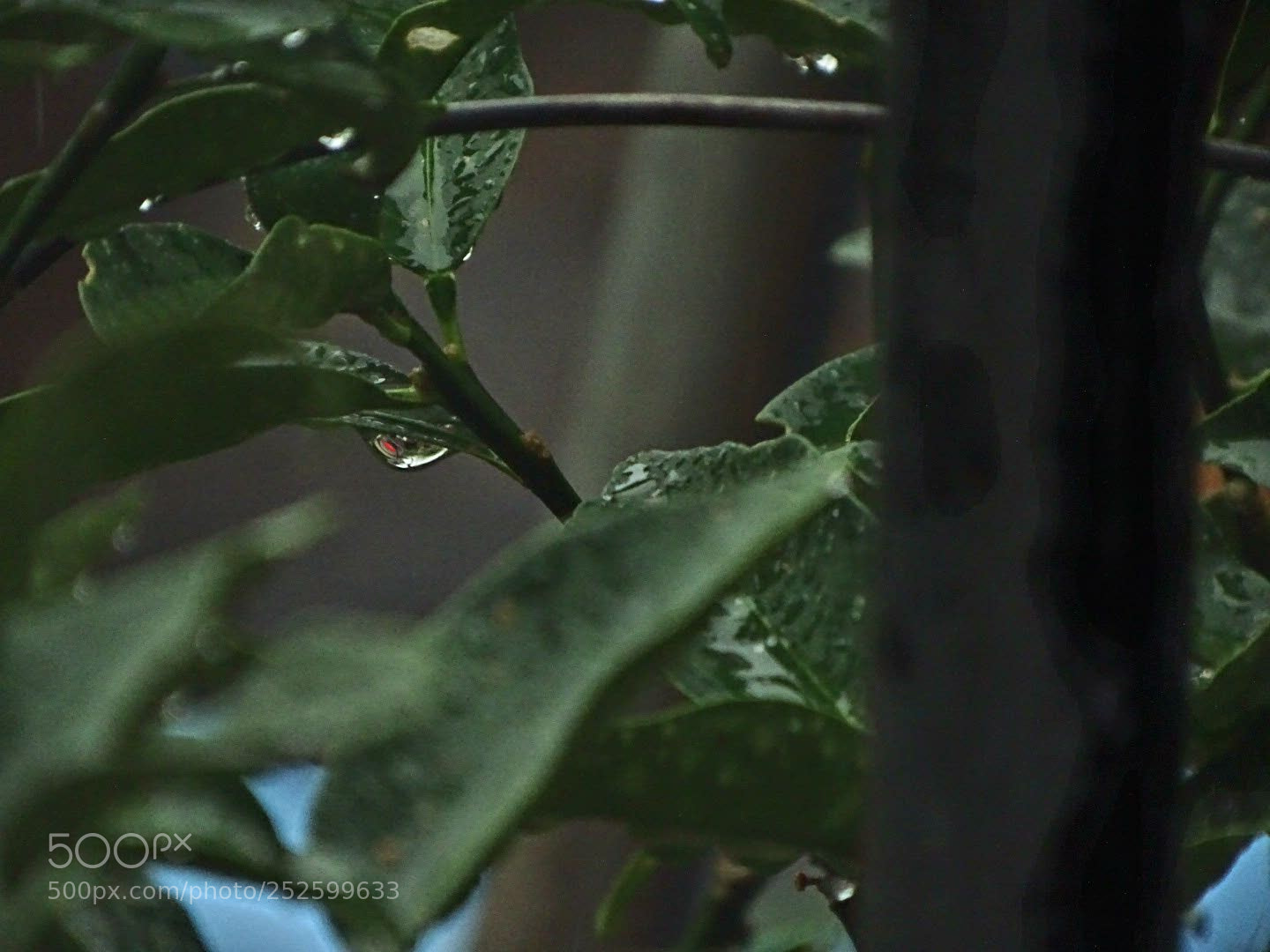 Sony Cyber-shot DSC-HX400V sample photo. Untitled photography
