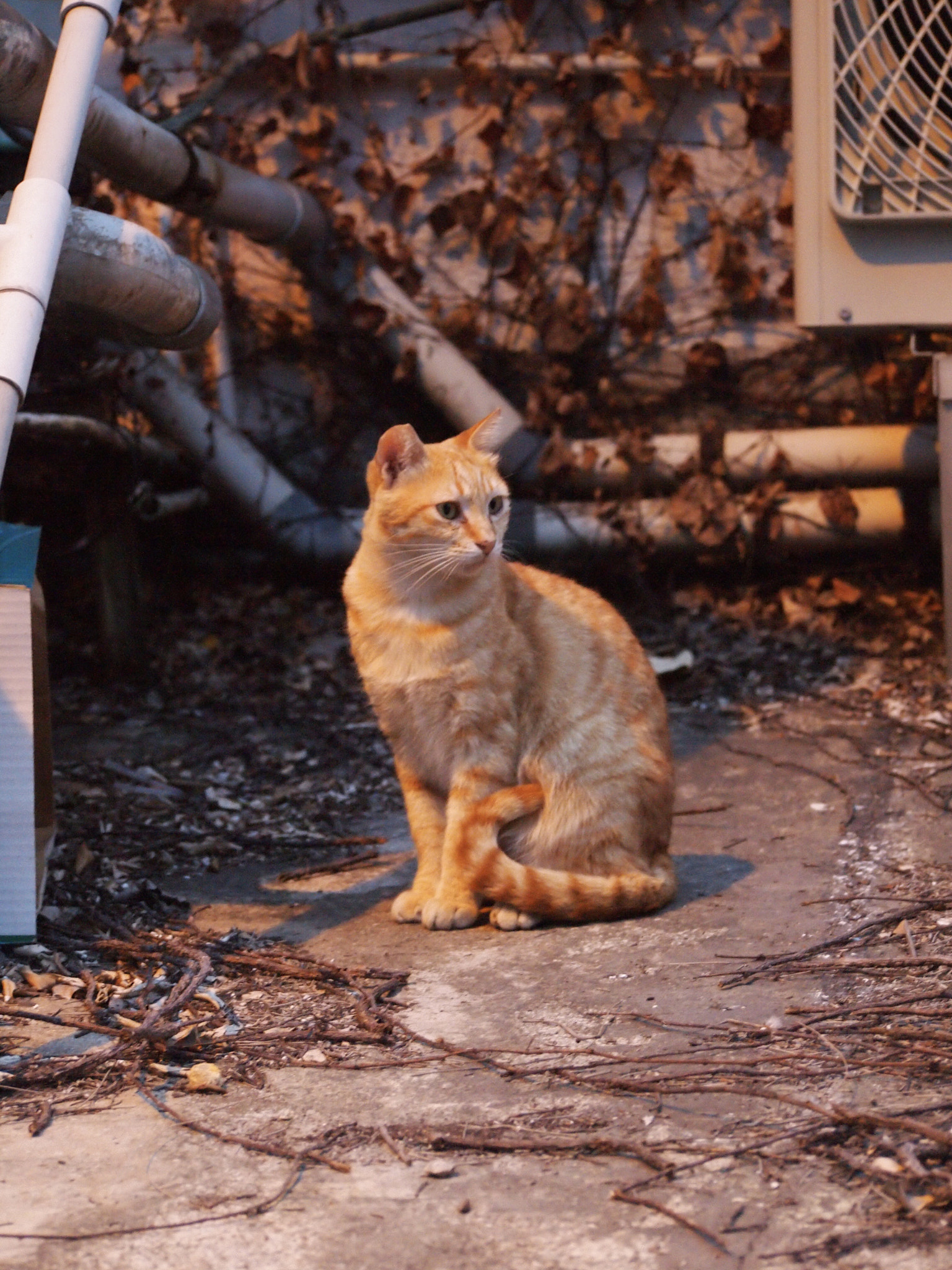 Olympus PEN E-PL1 sample photo. Cat photography