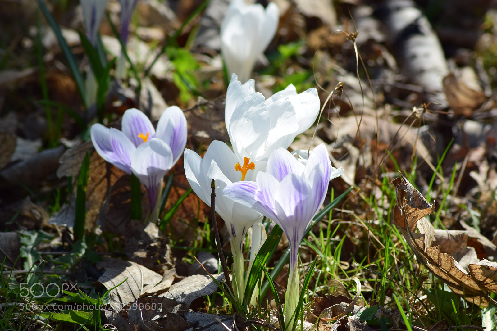 Nikon D5300 sample photo. Szafran-krokus photography