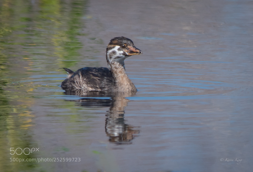 Nikon D500 sample photo. Juvenle grebe photography
