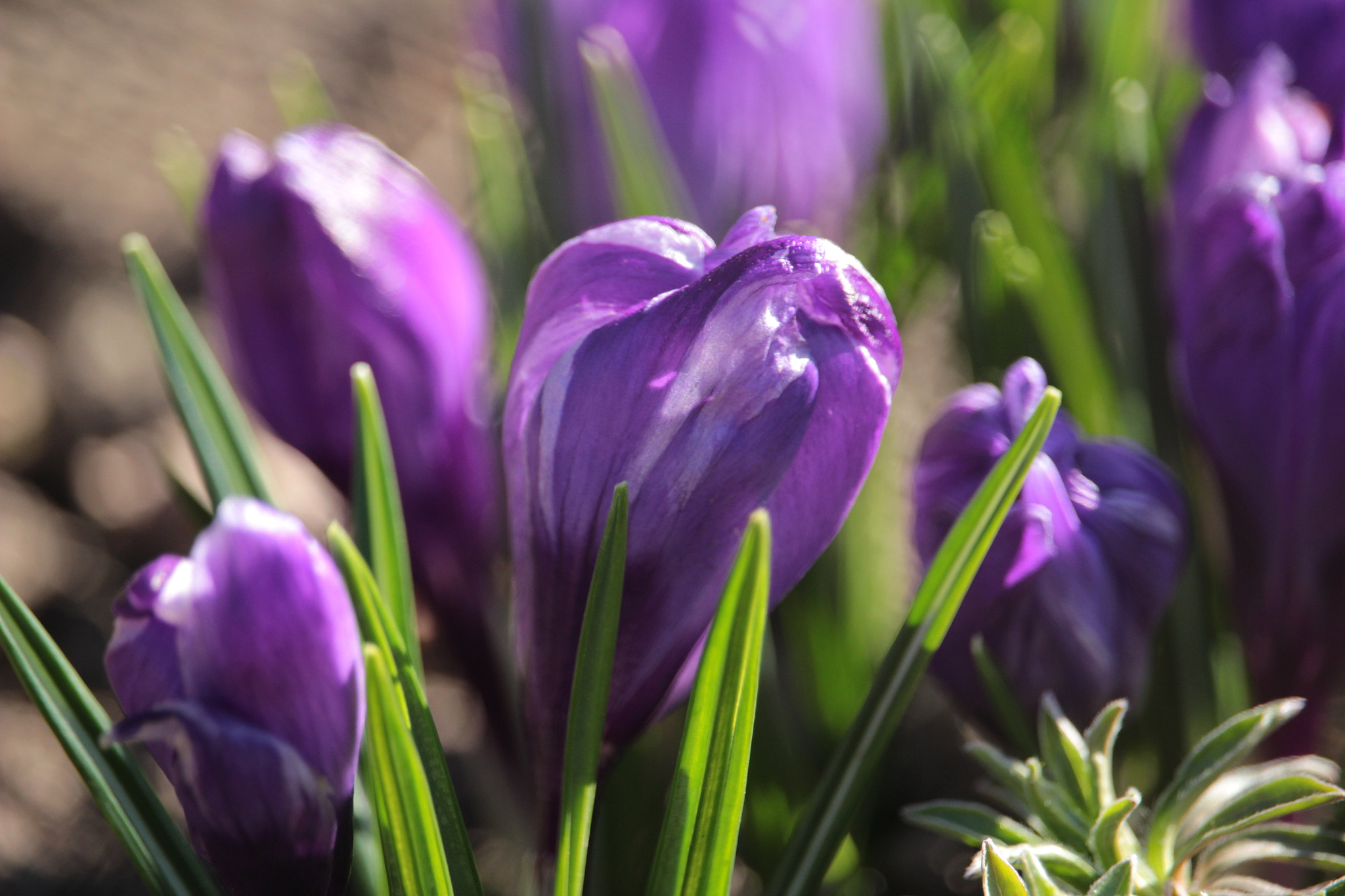 Canon EF-S 55-250mm F4-5.6 IS STM sample photo