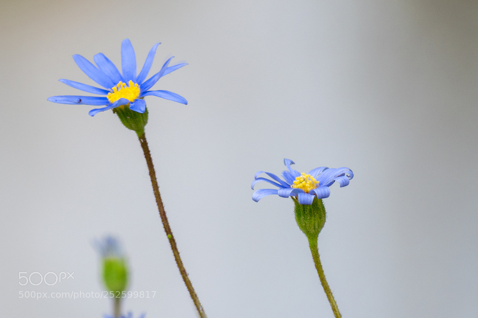 Nikon D5600 sample photo. Flowers photography