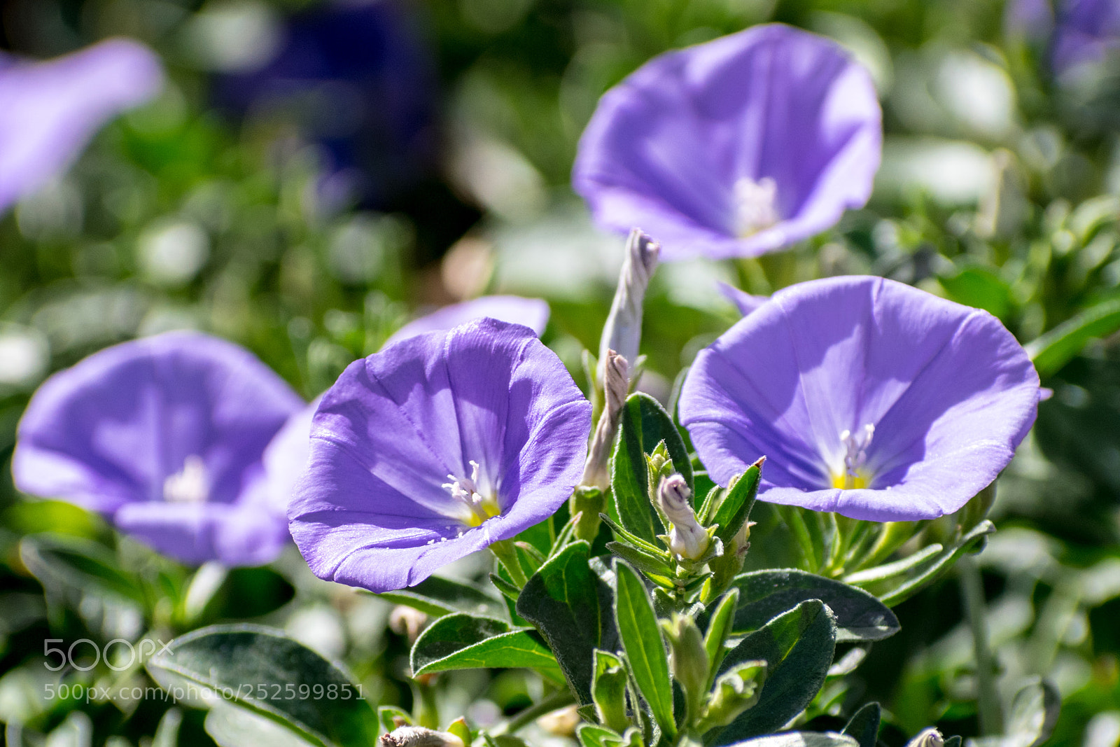 Nikon D5600 sample photo. Flowers photography