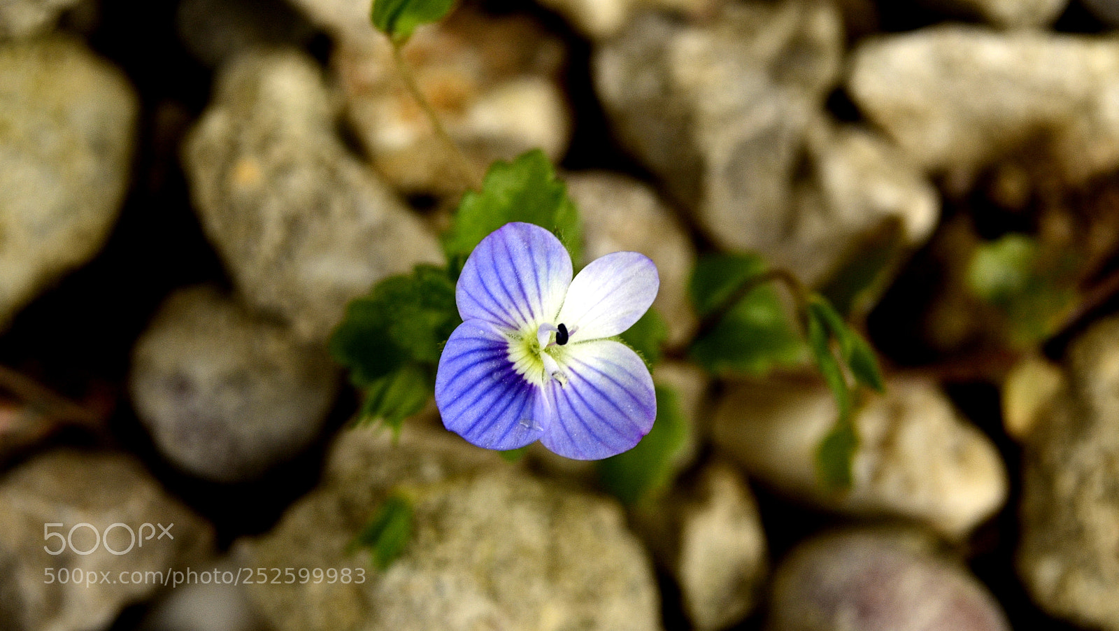 Nikon D5100 sample photo. Life is everywhere... photography