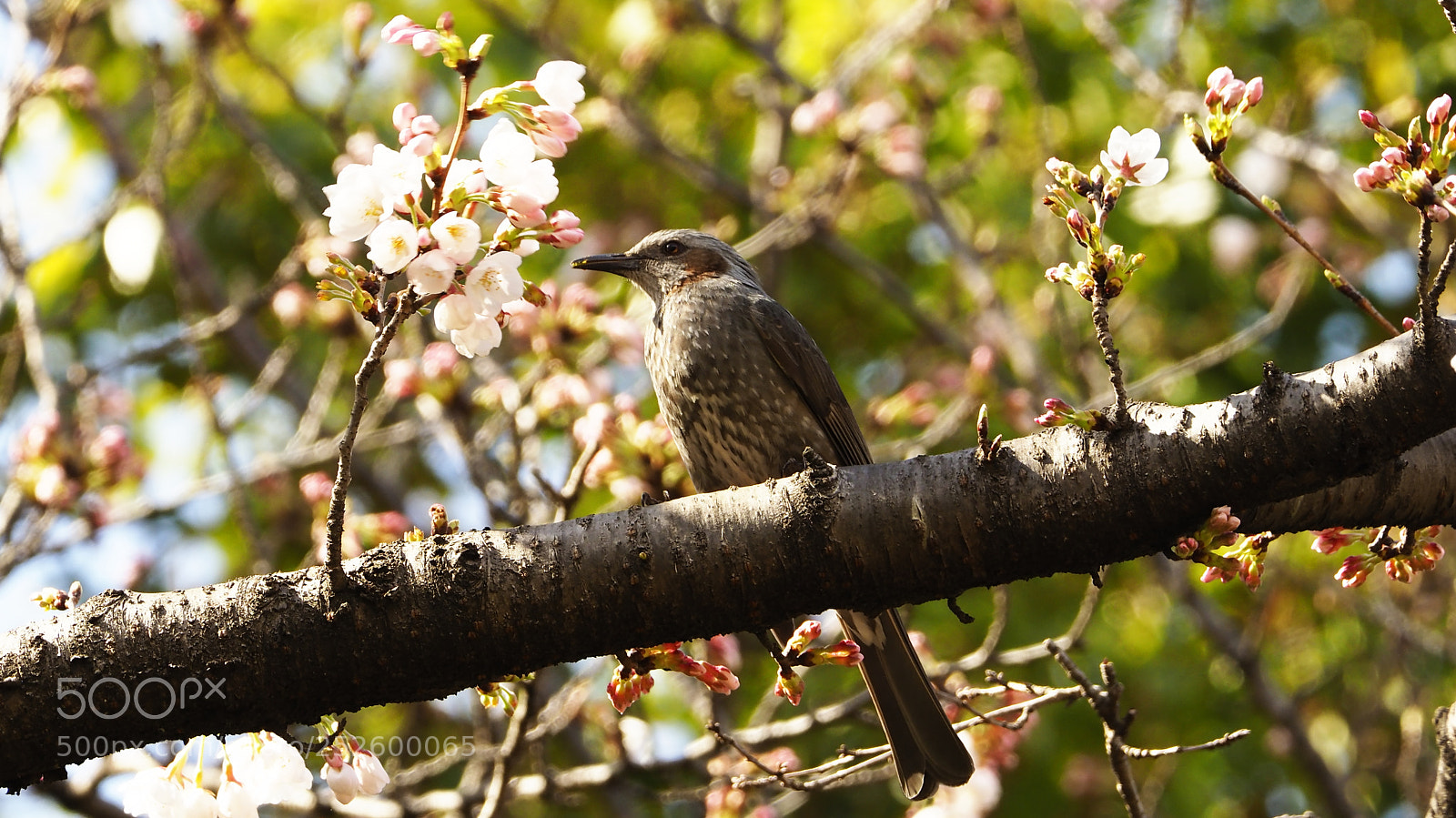 Olympus OM-D E-M1 Mark II sample photo. Flower and photography