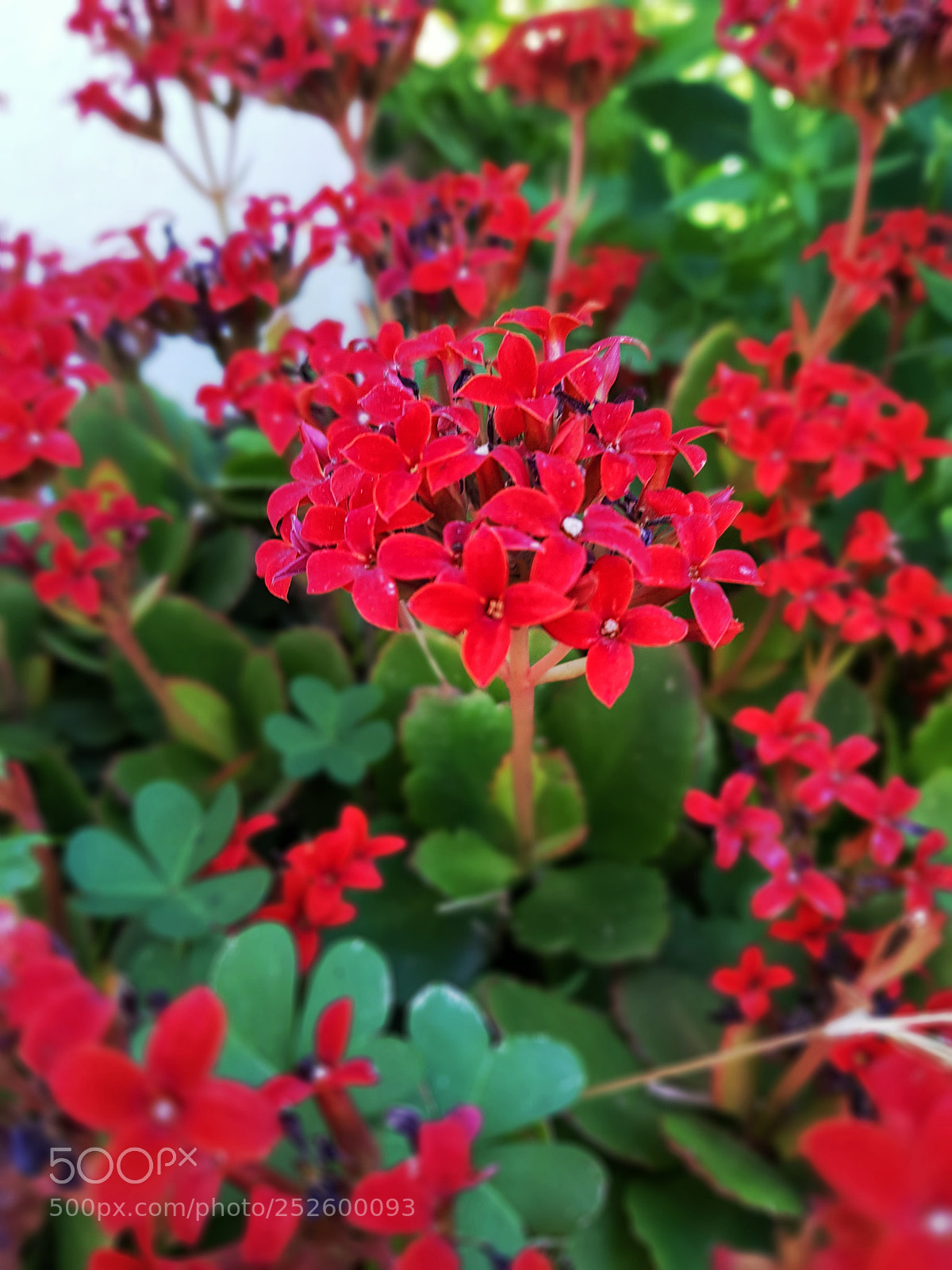 Samsung Galaxy S8 sample photo. Flowers photography