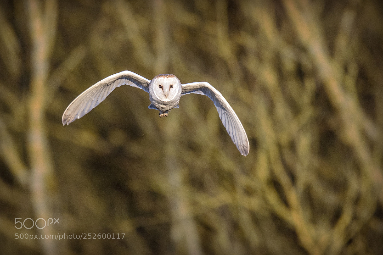 Canon EOS 7D Mark II sample photo.   barn owl photography