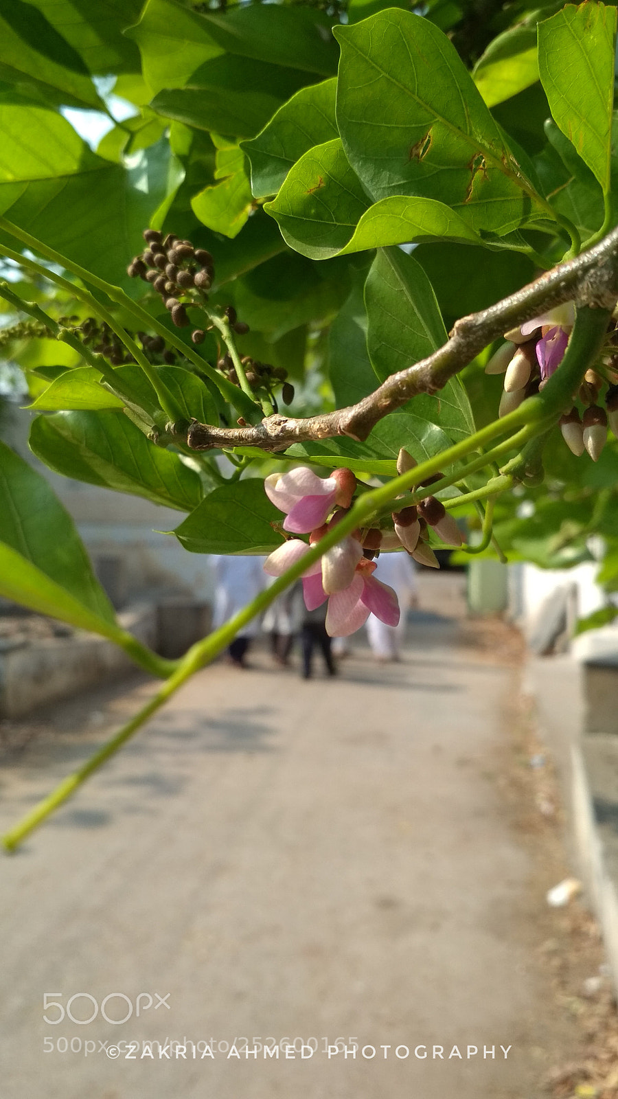 Xiaomi Redmi 4X sample photo. A pink cute flower photography