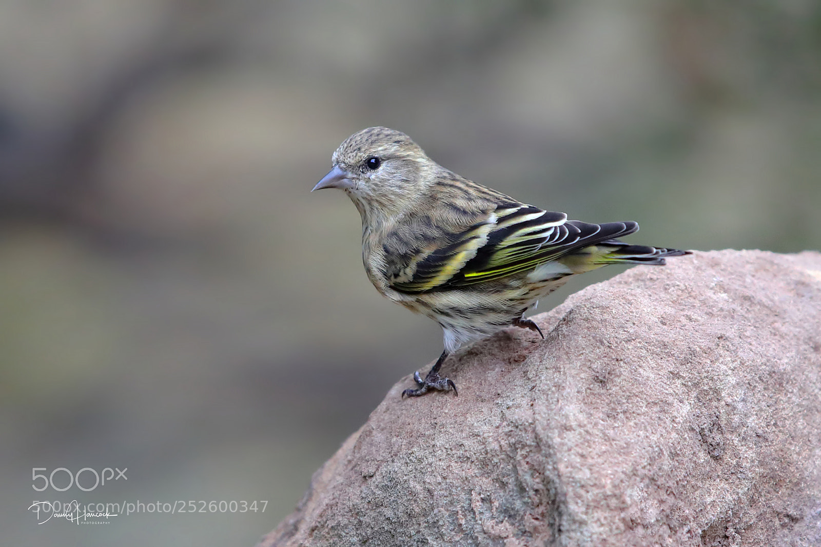 Canon EOS 5D Mark IV sample photo. Pine siskin photography