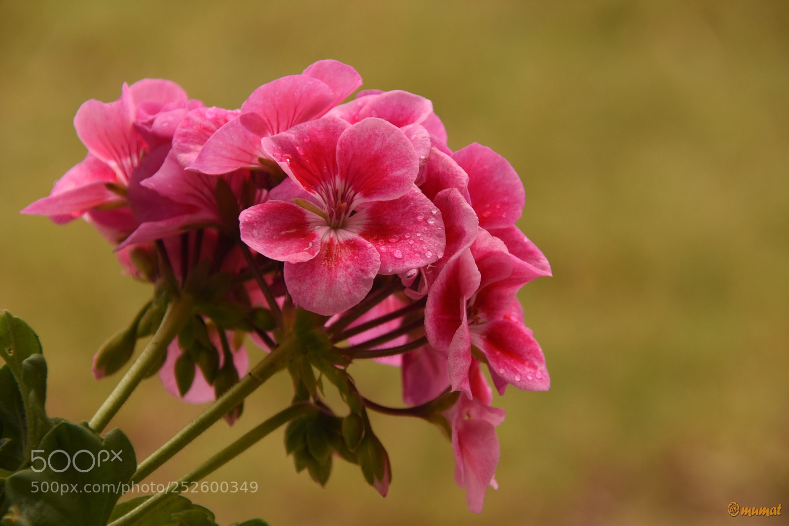 Nikon D7200 sample photo. Garofano photography