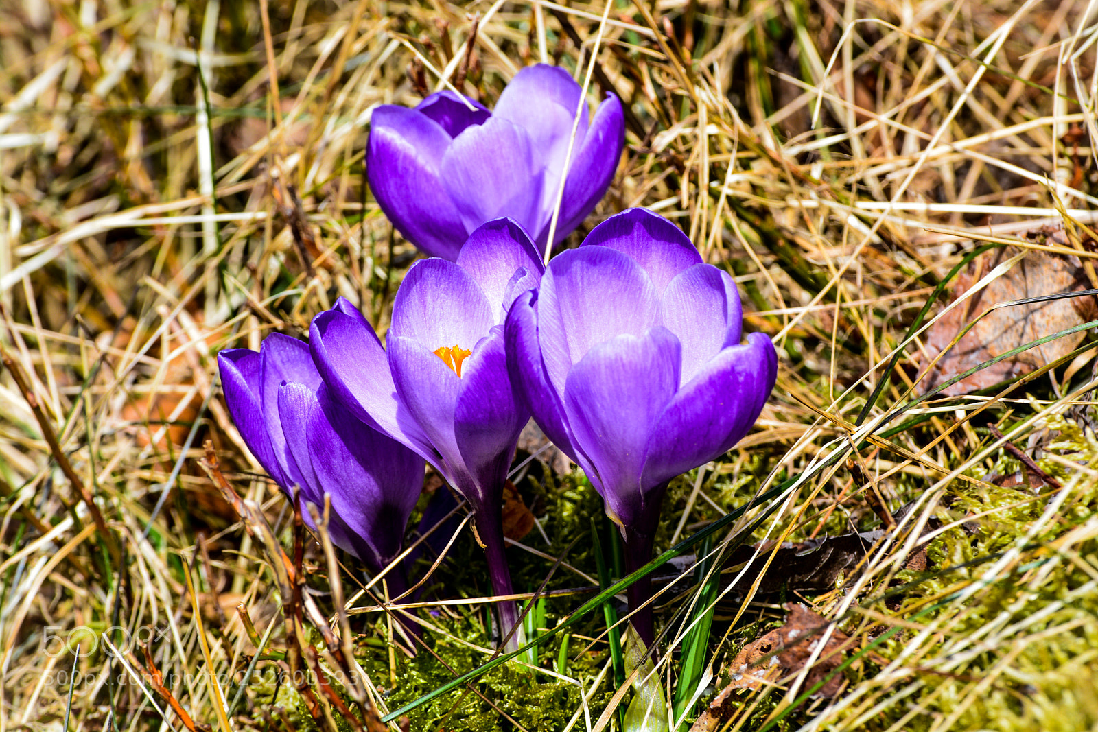 Nikon D5200 sample photo. Crocus. photography