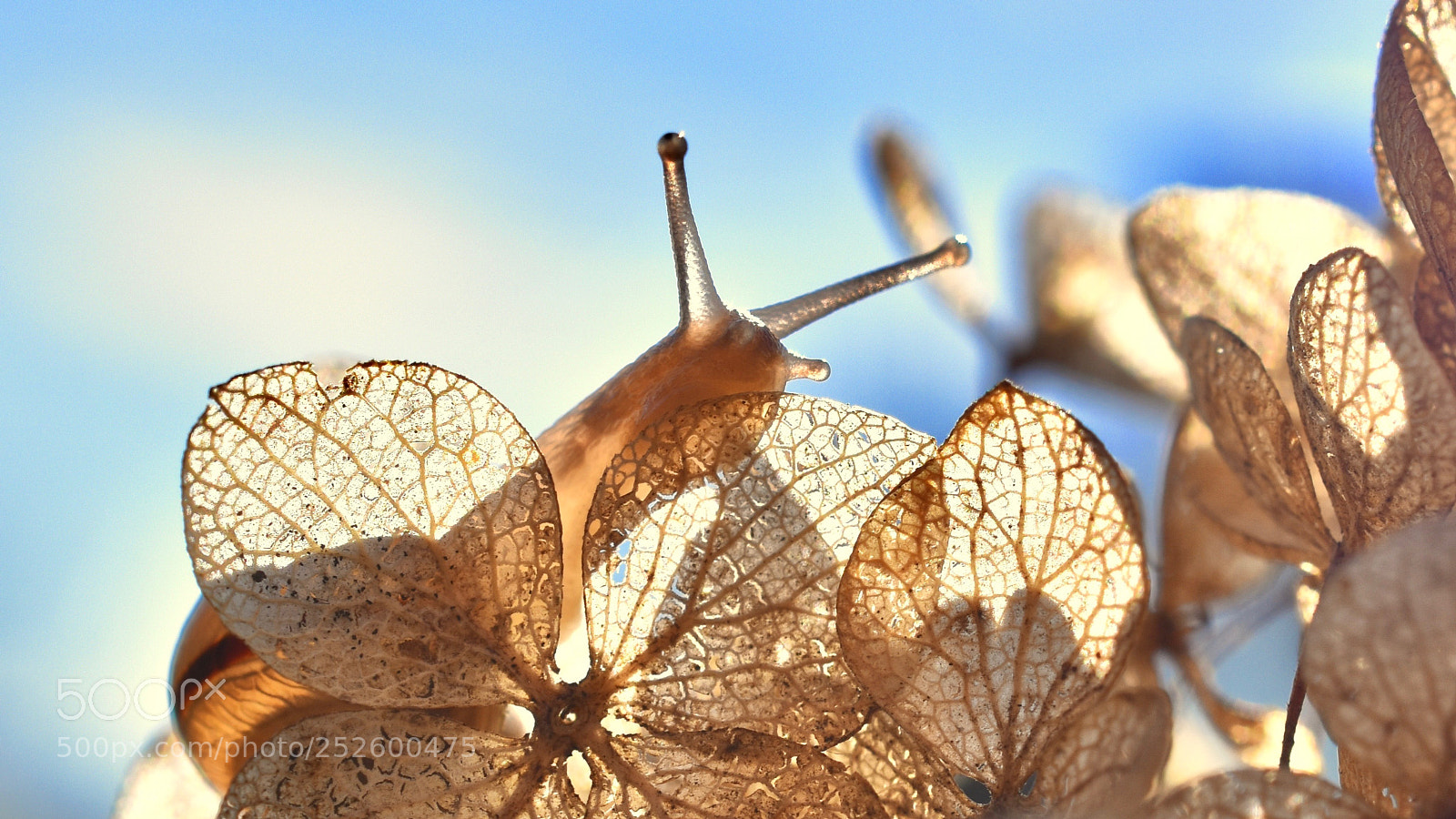 Nikon D5600 sample photo. Translucent photography