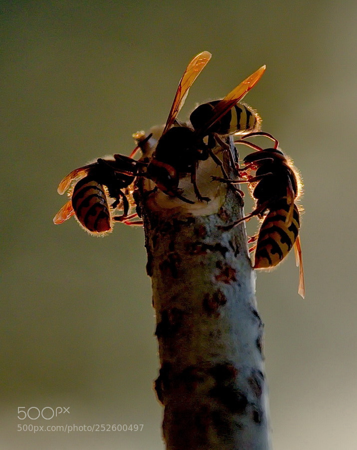 Fujifilm X-T1 sample photo. Hornets photography