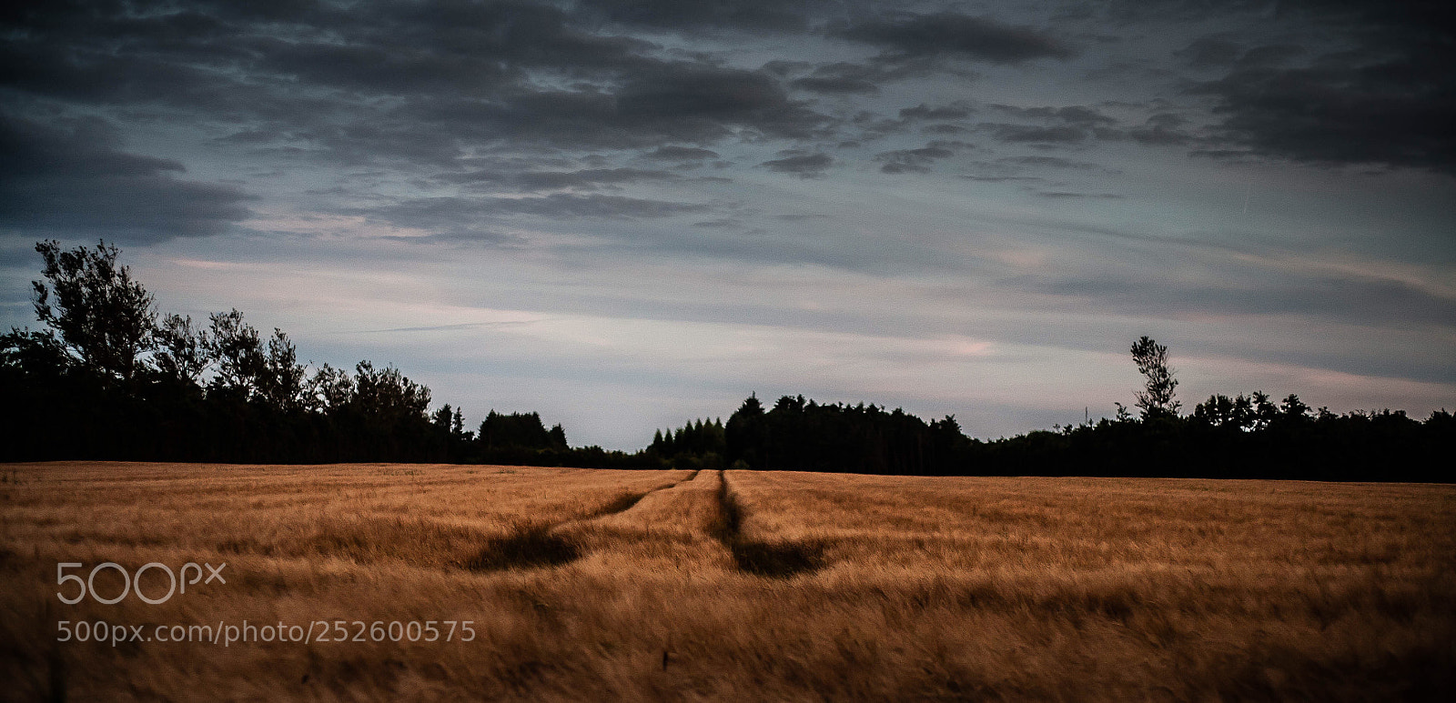 Canon EOS 5D sample photo. Field.  photography