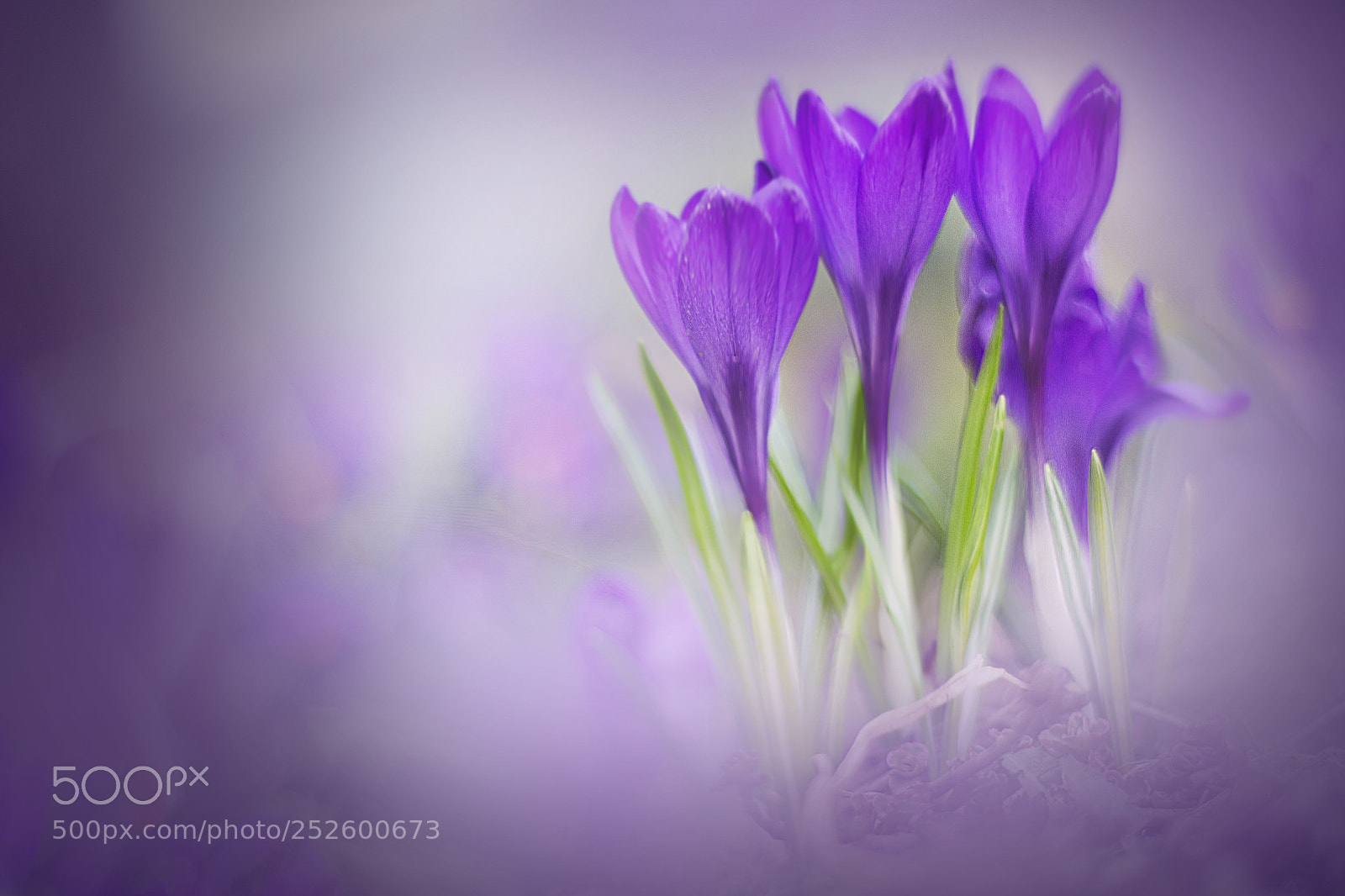 Canon EOS 600D (Rebel EOS T3i / EOS Kiss X5) sample photo. Crocus photography