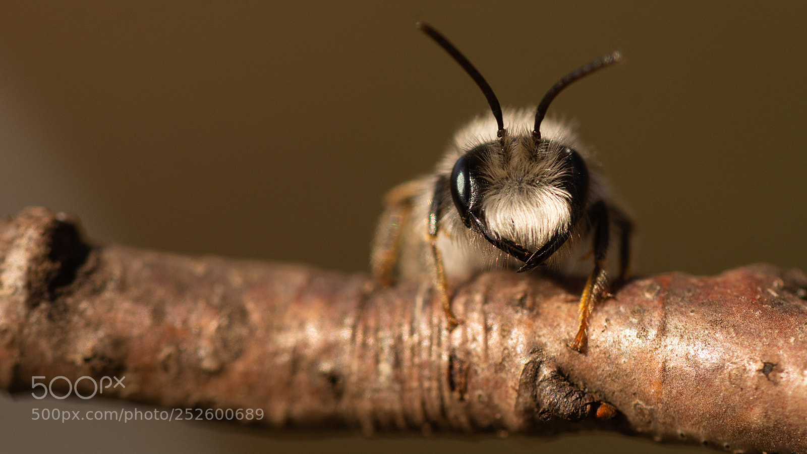 Nikon D7200 sample photo. Grey-backed mining bee photography