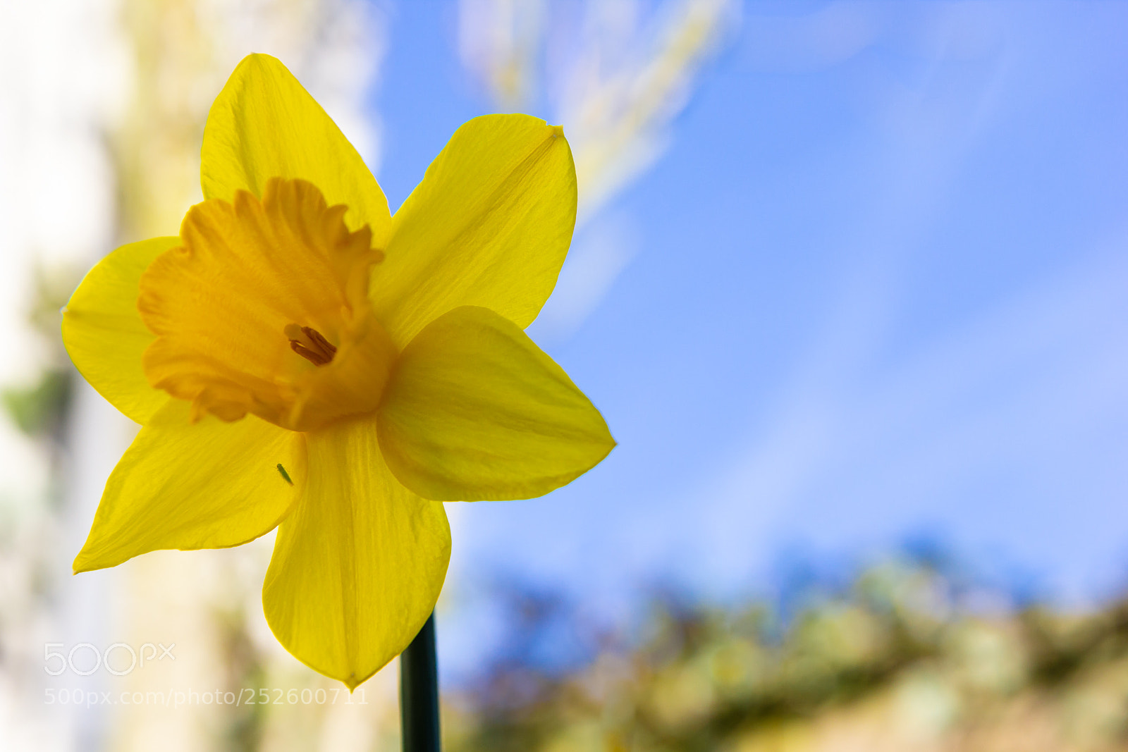 Canon EOS 60D sample photo. Narcis photography