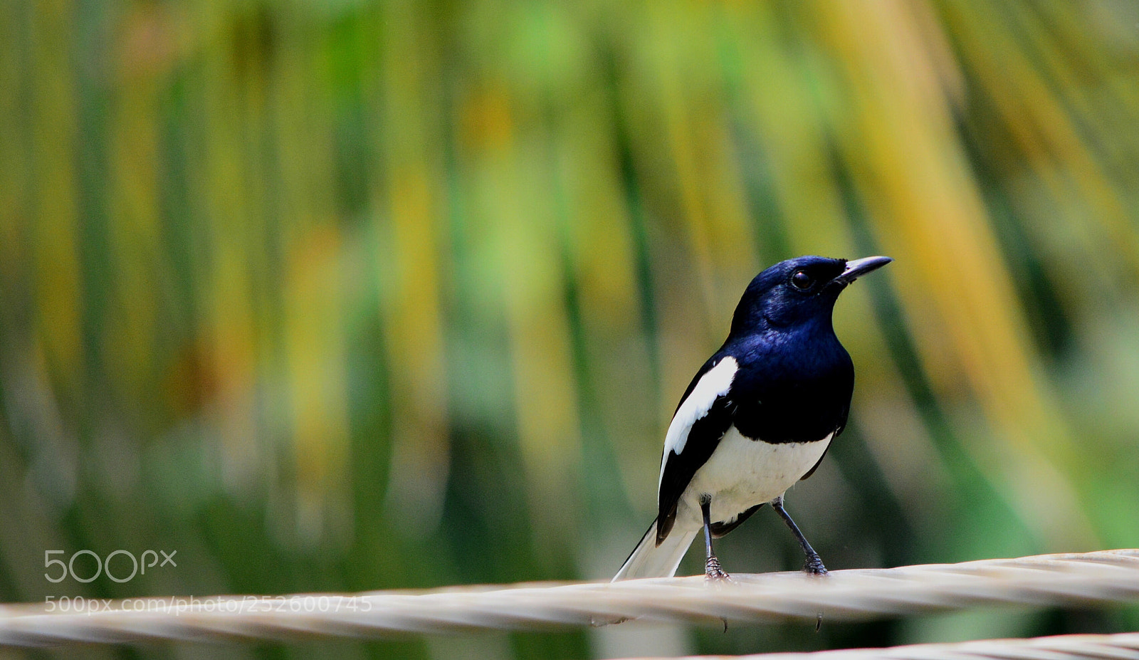 Nikon D5200 sample photo. Bluebird photography